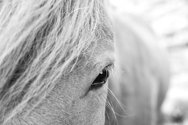 Pflege für große Tiere