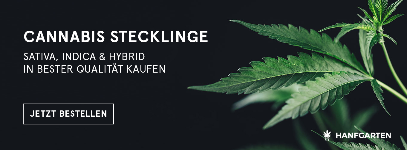 Cannabis Stecklinge bei Hanfgarten kaufen