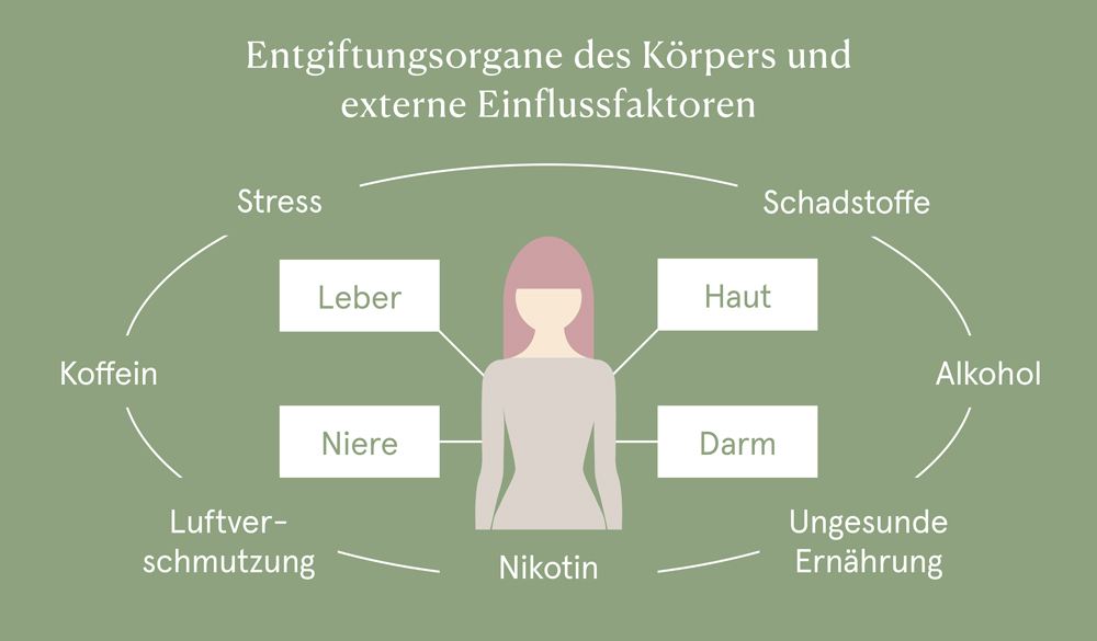 Entgiftungsorgane des Körpers und externe Einflussfaktoren