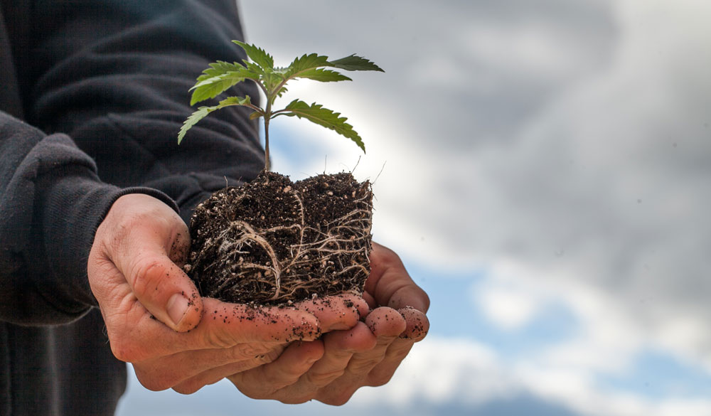 Der Beitrag der Hanfpflanze zu einer negativen CO2 Bilanz